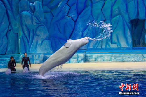 白クジラ、美しい水上バレリーナ？