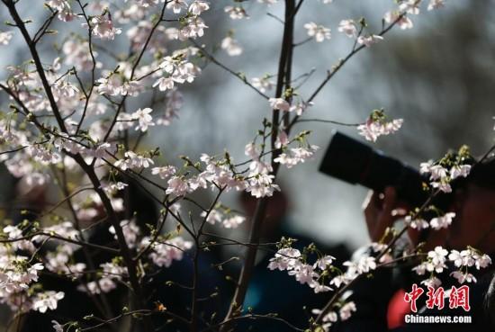 中国北京の玉淵潭公園桜祭り