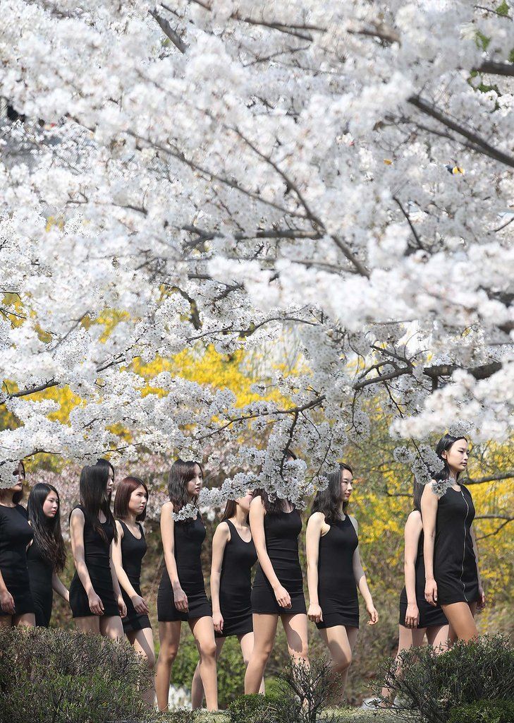 韓国のモデル科学生が桜の下で授業　長い足を披露