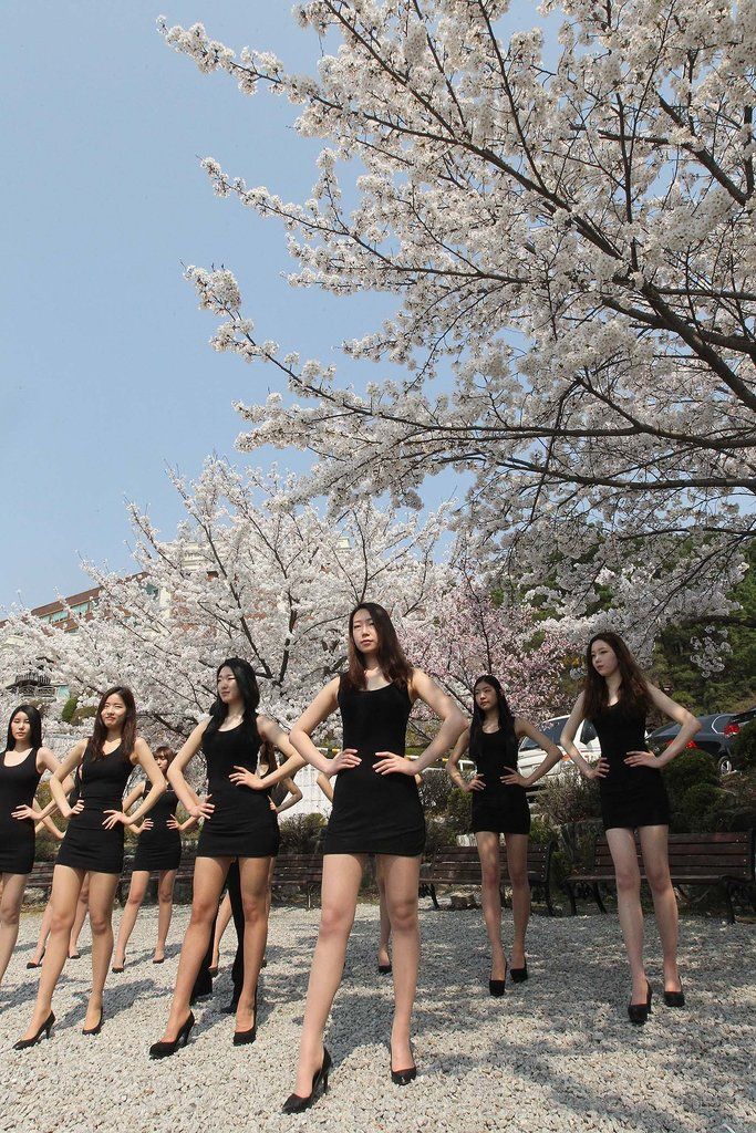 韓国のモデル科学生が桜の下で授業　長い足を披露