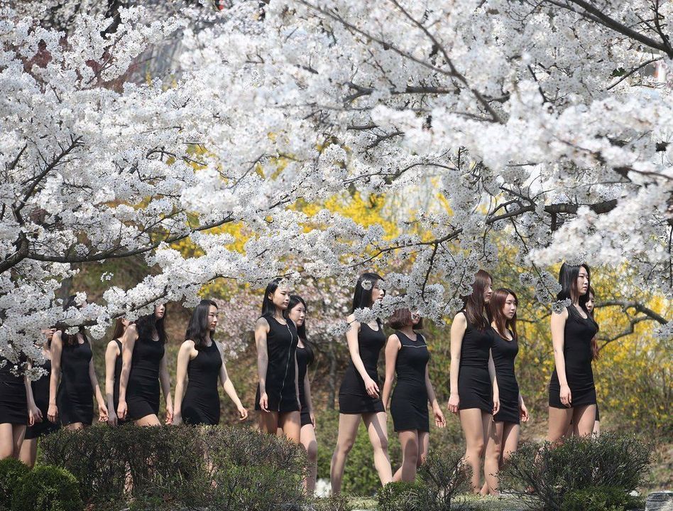 韓国のモデル科学生が桜の下で授業　長い足を披露