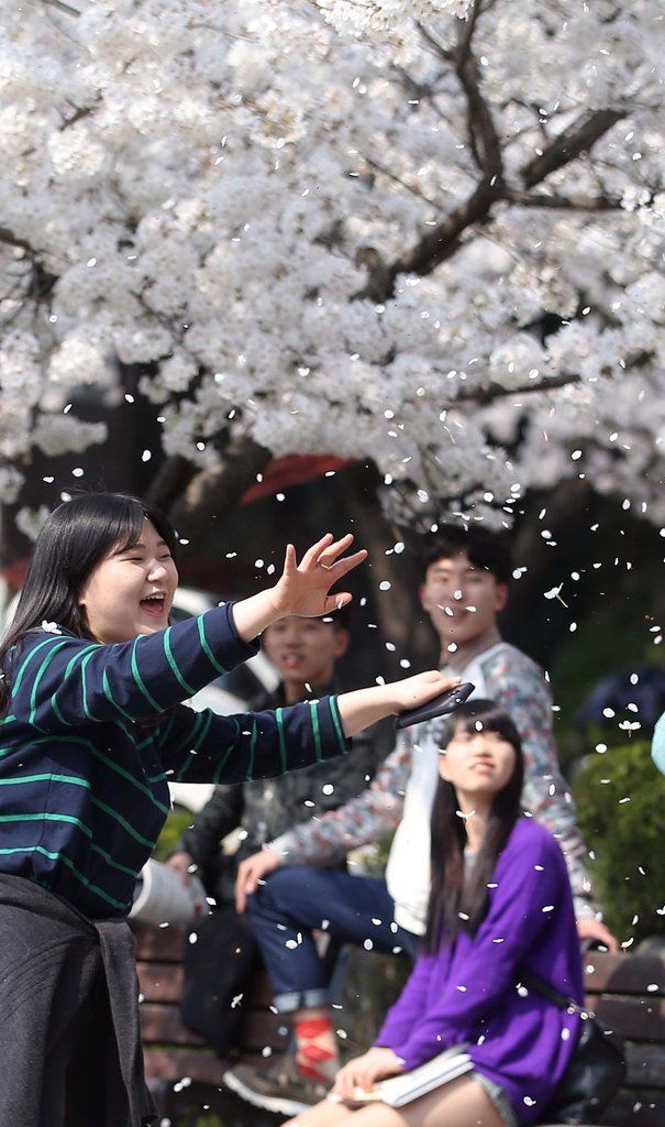 4韓国のモデル科学生が桜の下で授業　長い足を披露