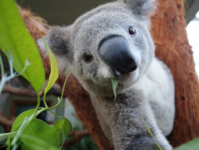 萌え！豪シドニーの動物園でコアラが「自撮り」