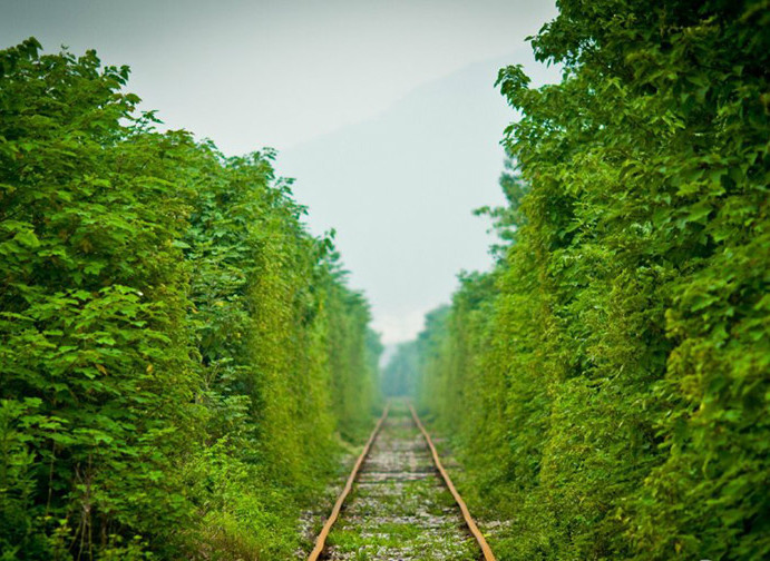 南京 緑で覆われた最も「爽やか」な鉄道