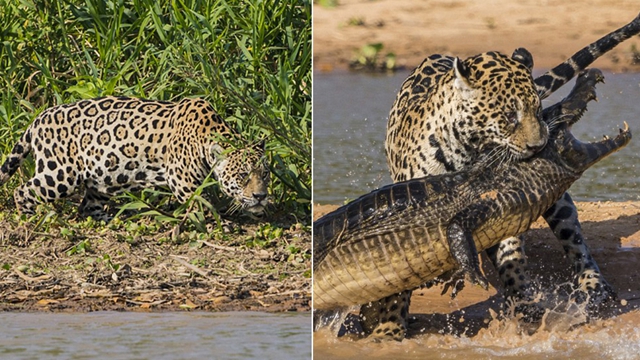 ジャガーがワニを一瞬で捕らえる全过程