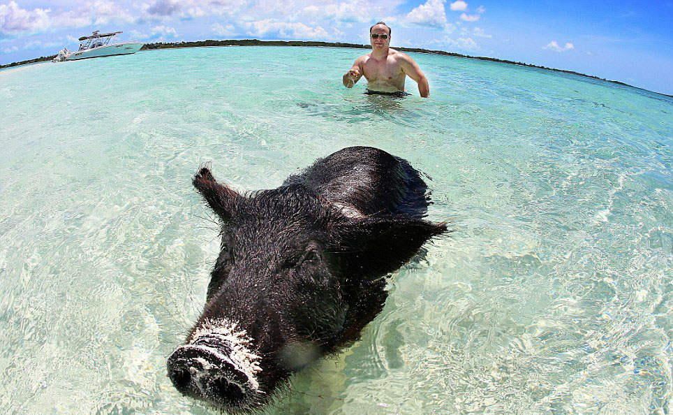 巴哈马群岛“游泳猪”蹿红网络