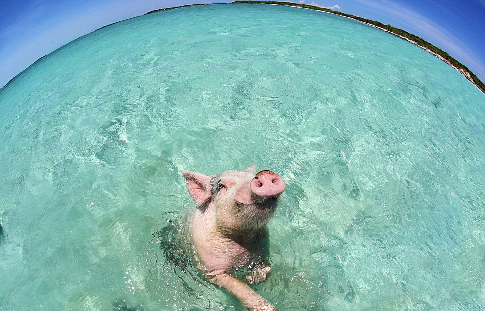 巴哈马群岛“游泳猪”蹿红网络