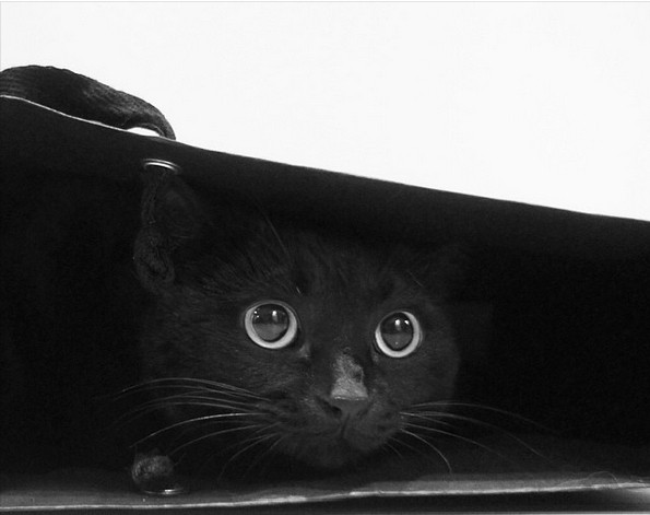 かわいい 日本の写真家が撮った黒猫 中国網 日本語