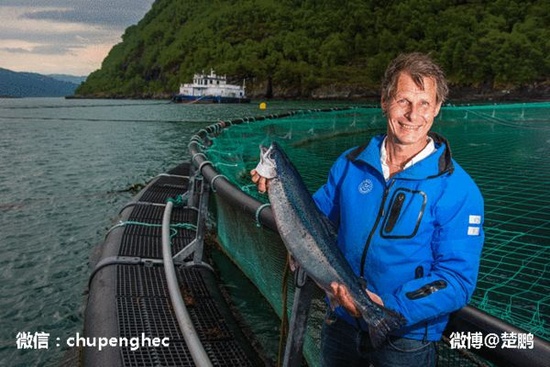 实拍诱惑十足的挪威三文鱼养殖场