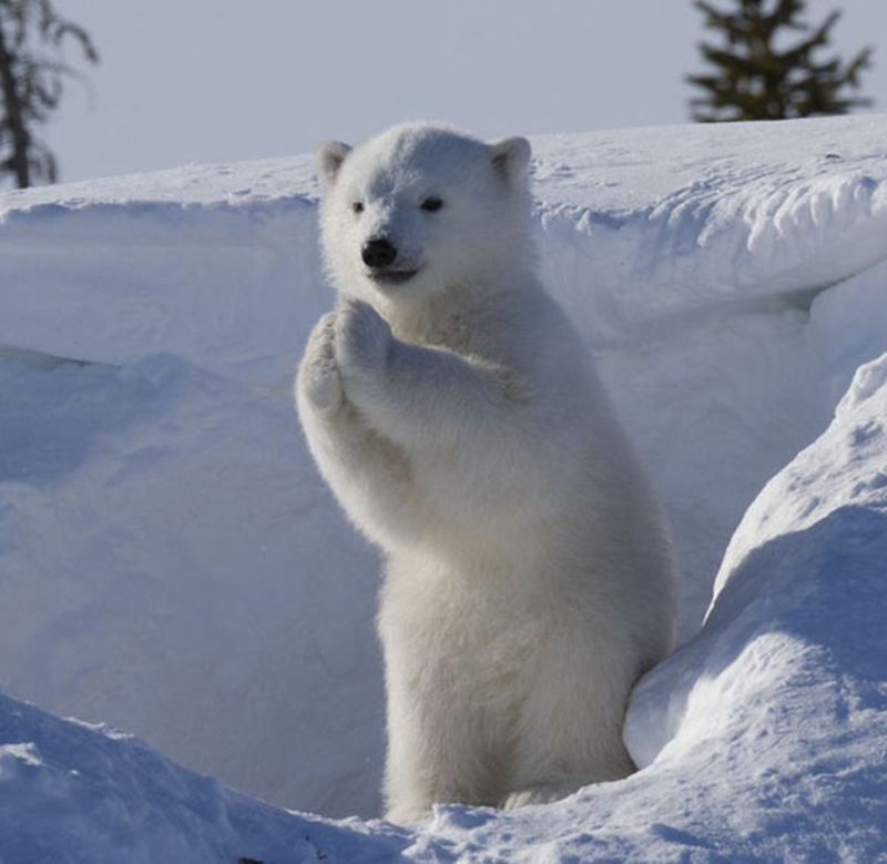正在卖萌的小北极熊 （图片来自摄影师社交媒体截图）