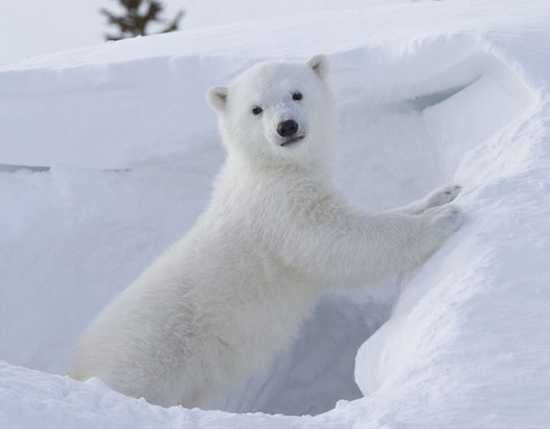 正在卖萌的小北极熊 （图片来自摄影师社交媒体截图）