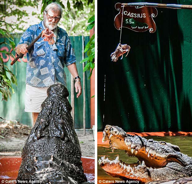 澳洲84岁猎手与世界最大鳄鱼共同生活30年