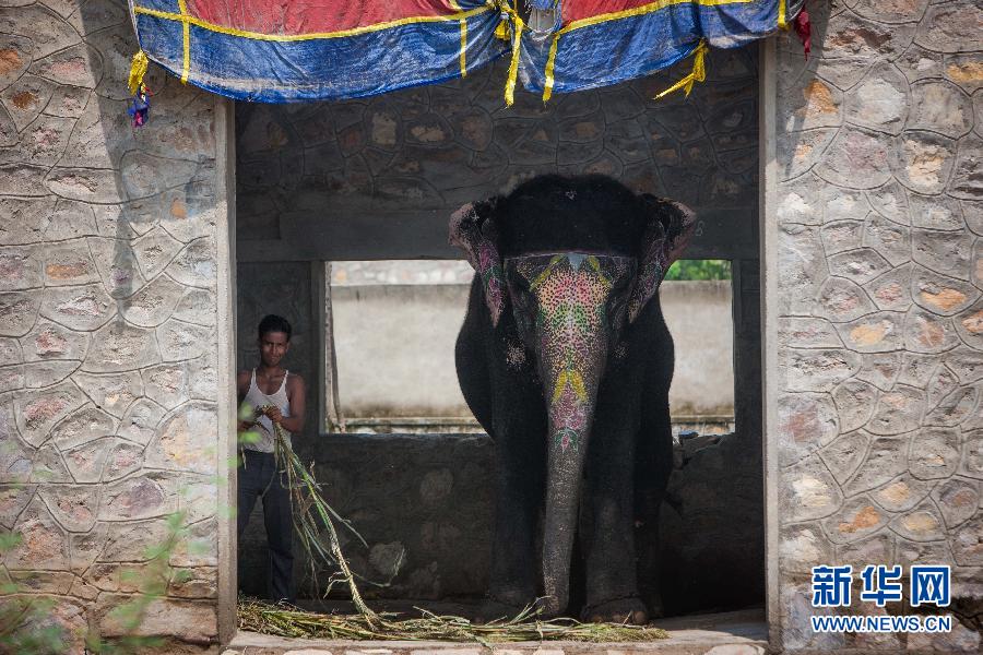 印度：眷恋神象的国度
