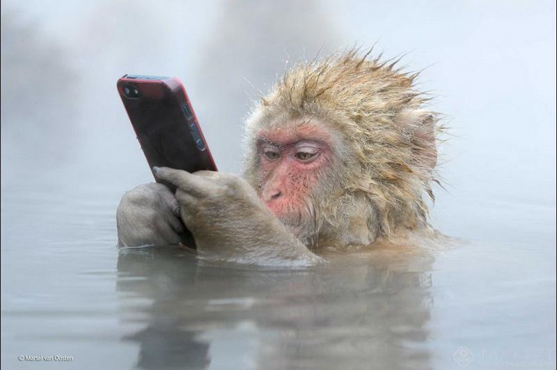 日本一猴子边泡温泉边玩手机照片获摄影奖