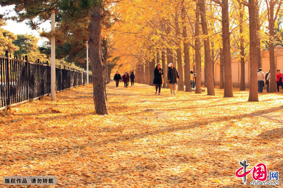 钓鱼台国宾馆东侧的银杏林，被公认为北京秋天最具代表性的景色之一。 