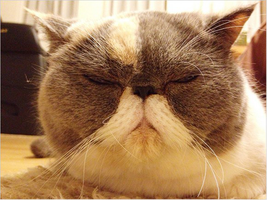 日本で ブサかわ猫ちゃんグランプリ 開催 可愛い猫が集合 中国網 日本語