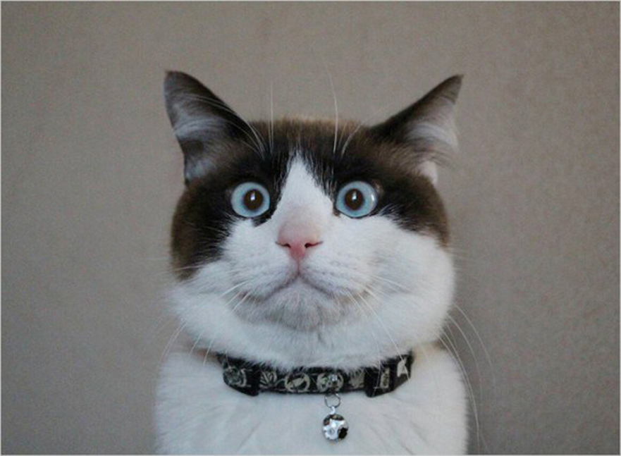 日本で ブサかわ猫ちゃんグランプリ 開催 可愛い猫が集合 中国網 日本語