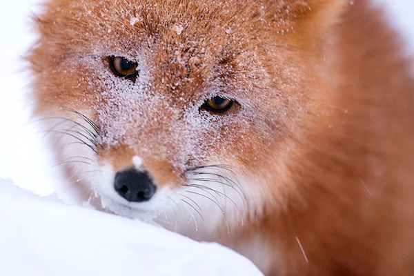 ロシア写真家が撮った野生キツネの静かな生活