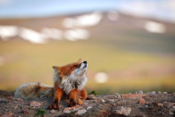 ロシア写真家が撮った野生キツネの静かな生活