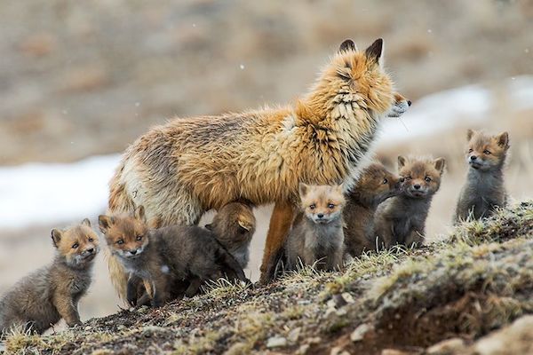 ロシア寫(xiě)真家が撮った野生キツネの靜かな生活