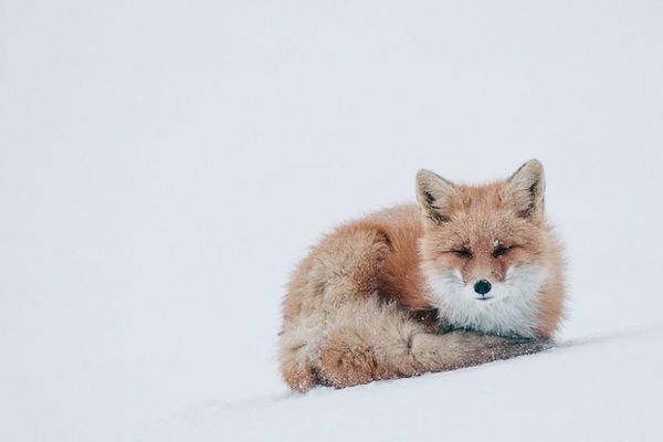 ロシア写真家が撮った野生キツネの静かな生活