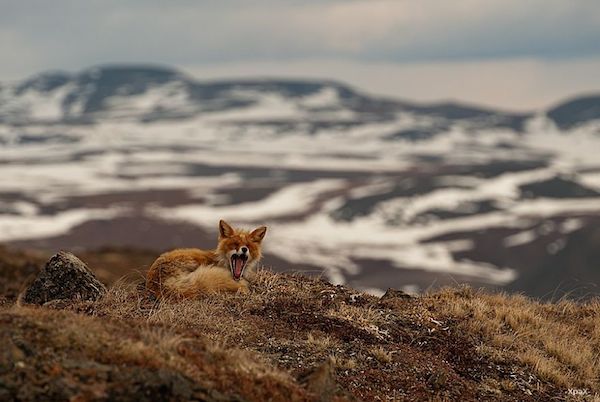 ロシア写真家が撮った野生キツネの静かな生活