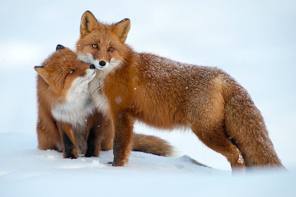 ロシア写真家が撮った野生キツネの静かな生活