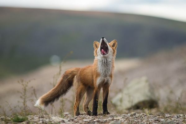 ロシア写真家が撮った野生キツネの静かな生活