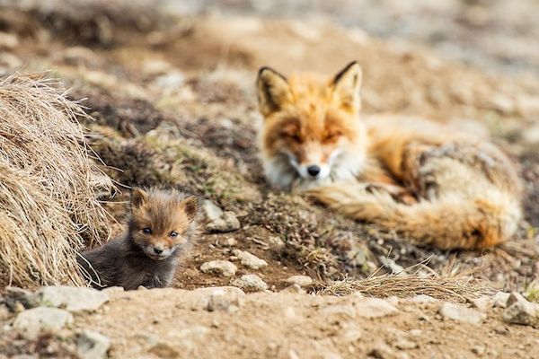 ロシア写真家が撮った野生キツネの静かな生活