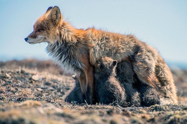 ロシア写真家が撮った野生キツネの静かな生活