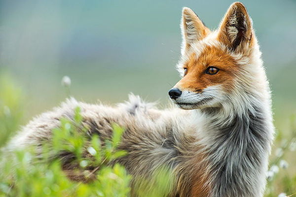 ロシア写真家が撮った野生キツネの静かな生活