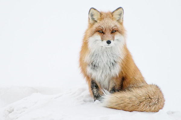 ロシア写真家が撮った野生キツネの静かな生活