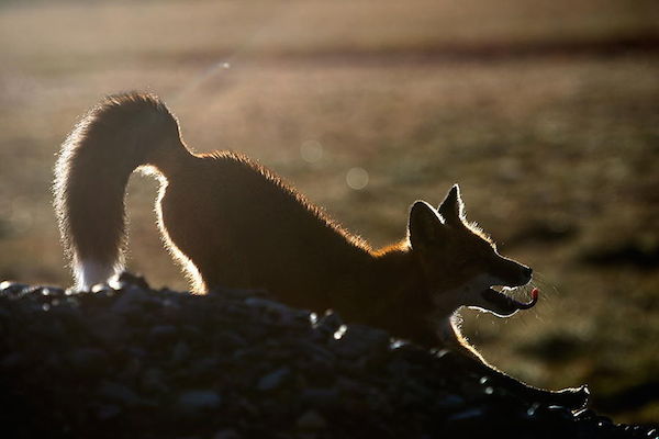 ロシア写真家が撮った野生キツネの静かな生活