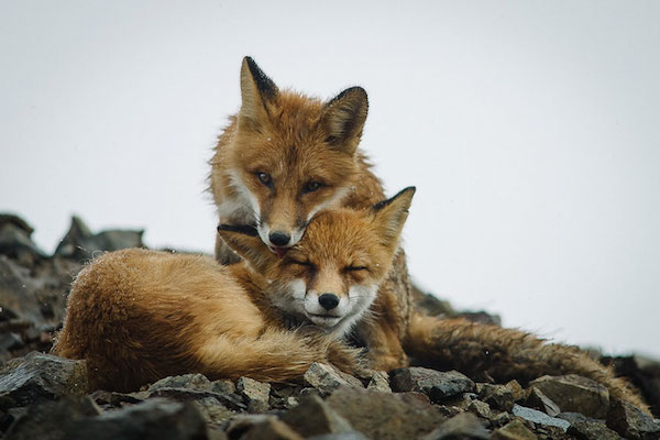 ロシア写真家が撮った野生キツネの静かな生活