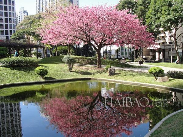 全球最干净整洁的10大城市，巴西库里提巴