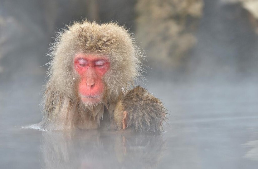 長野県の地獄谷、温泉につかる「雪猿」で人気の観光地に_中国網_日本語