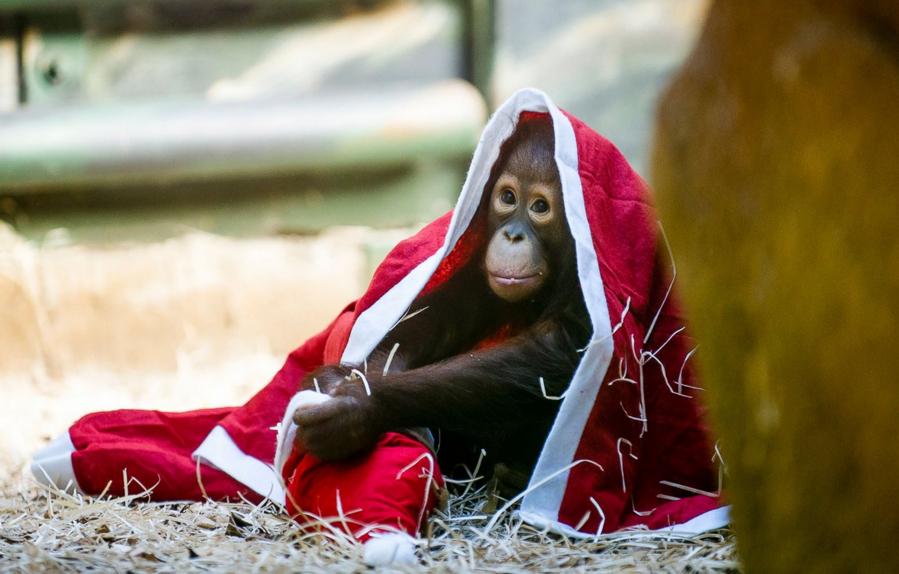 　チェコ・プラハ動物園で、クリスマスの格好を下オランウータンの赤ちゃん