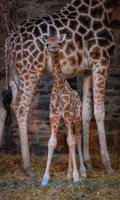 　2014年12月、イギリス・チェスター動物園で生まれたばかりのキリン