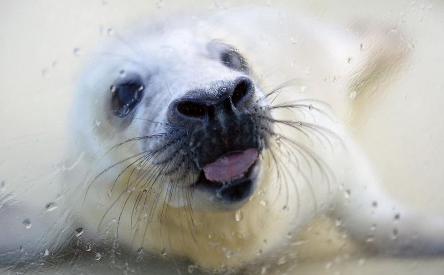 　2014年12月、ドイツ北部の動物園にいるアザラシの赤ちゃん 