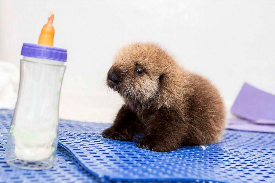 2014年10月、米シカゴの水族館で、親を亡くした生後5カ月のカワウソの赤ちゃん