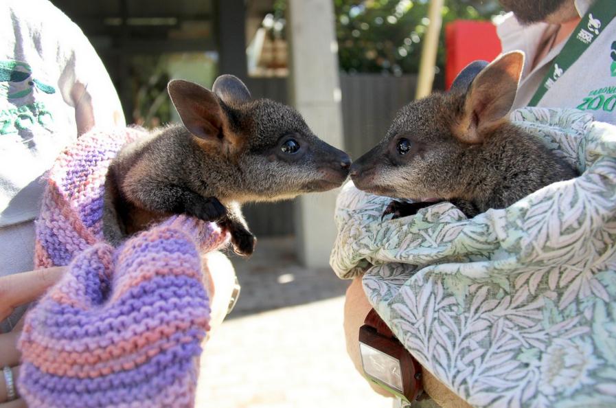 オーストラリア・シドニーで、路上で保護された2匹のカンガルーの赤ちゃん 