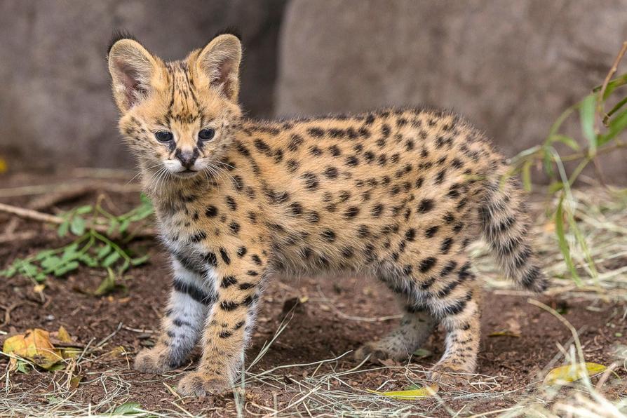 2014年11月、米国のサンディエゴ動物園にいる生後5カ月のリビアヤマネコ 