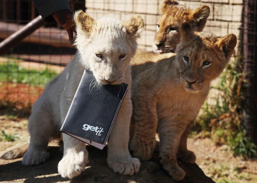 　2014年8月、南アフリカのヨハネスブルグ動物園でノートをくわえるホワイト・ライオンの赤ちゃん