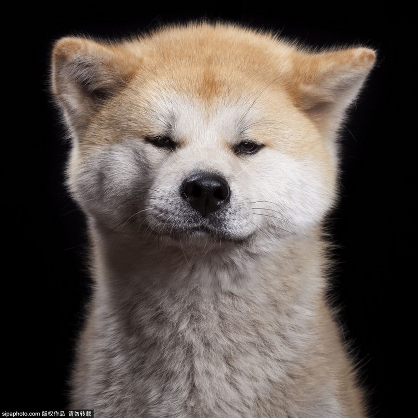 動物の肖像写真 真顔でも正確を露呈 中国網 日本語