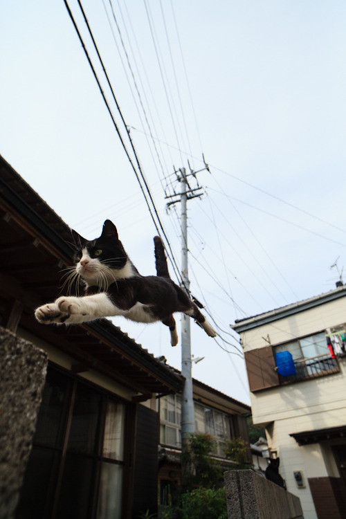 日本摄影师拍摄“飞天猫”系列组图【2】