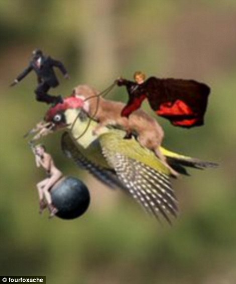 イタチがキツツキに乗って飛ぶ珍しい写真　ネットユーザーの爆笑PS作品