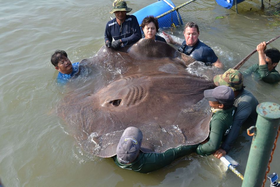 タイで世界最大の淡水魚が捕獲 8人がかりで持ち上げる_中国網_日本語