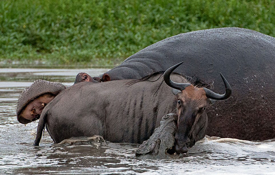 南アフリカ カバとワニがヌーを奪い合う 中国網 日本語