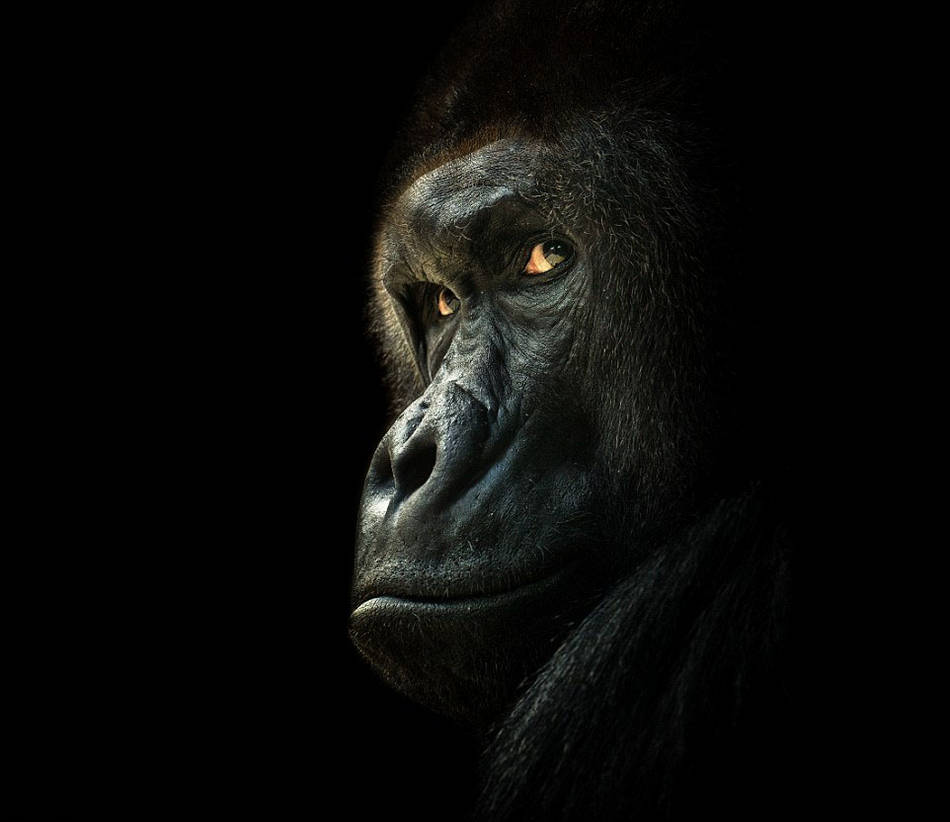 暗光拍摄独特动物肖像