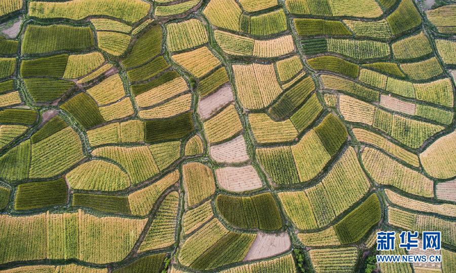 CHINA-SICHUAN-XIANGCHENG-COUNTRYSIDE SCENERY (CN)